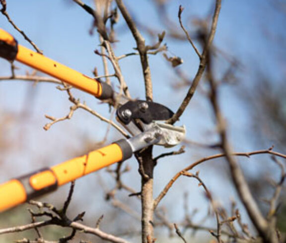 Tree Top Climbers pruning fruit tree, garden work