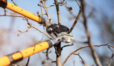 Tree Top Climbers pruning fruit tree, garden work