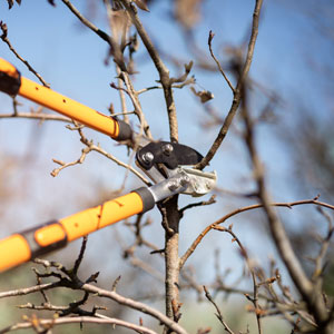 Tree Top Climbers pruning fruit tree, garden work