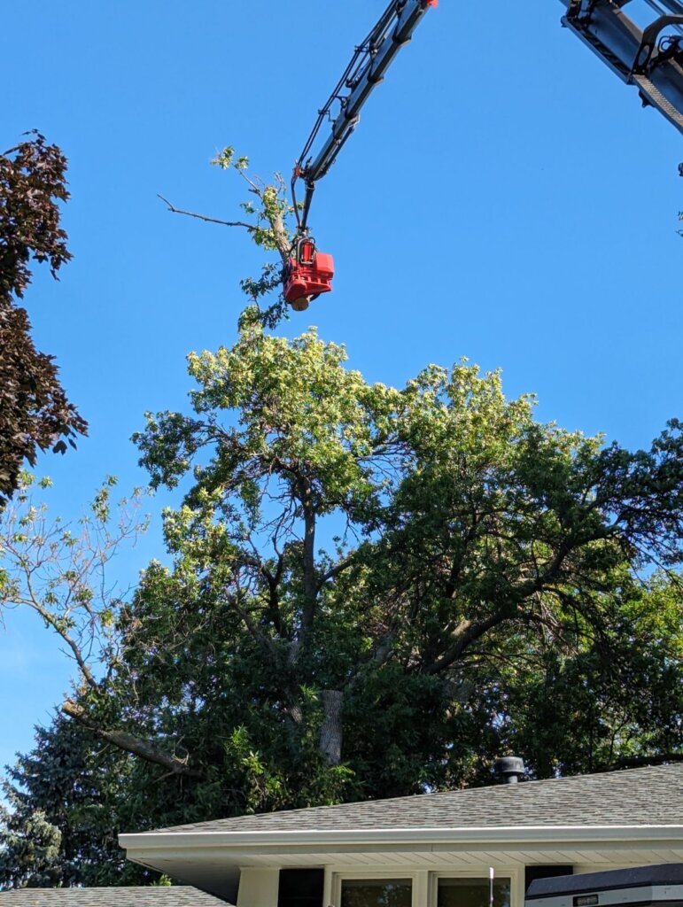 High-risk tree cutting in Edina