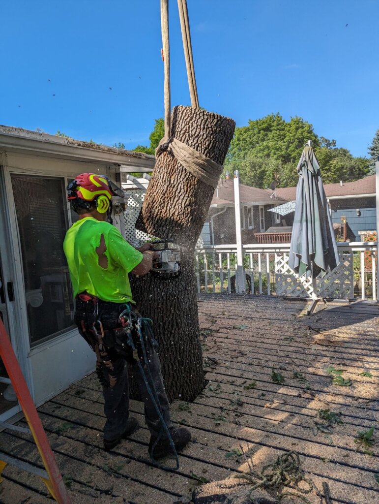 Tree removal in suburban Minneapolis