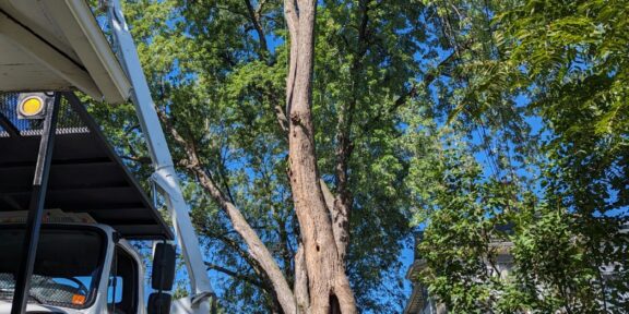 Tree removal near powerlines