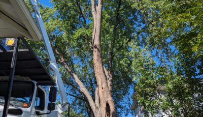 Tree removal near powerlines