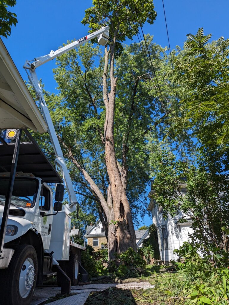 Tree removal truck in Minneapolis
