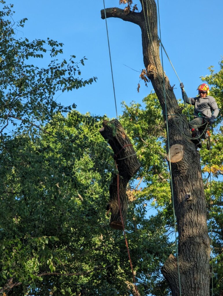 Arborist cutting high-risk tree