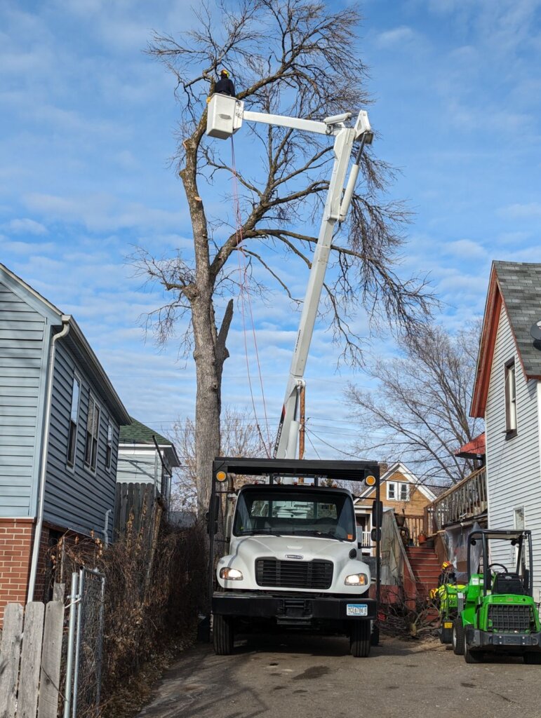 Tree removal with bucket truck
