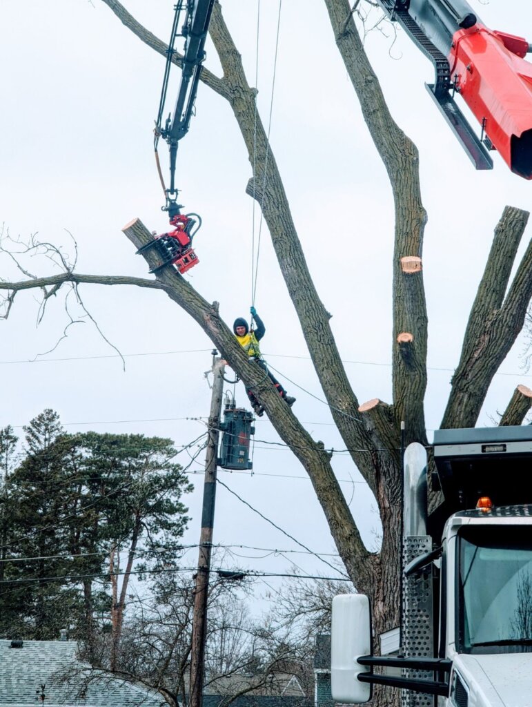 High-risk tree removal with crane