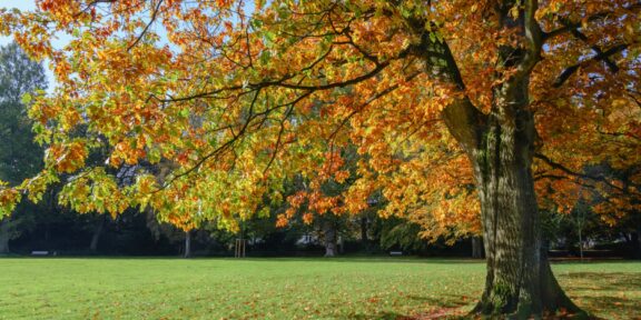 Oak trees in Twin Cities Parks