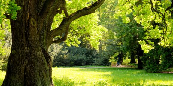 Oak trees in Twin Cities Parks