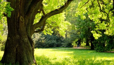 Oak trees in Twin Cities Parks